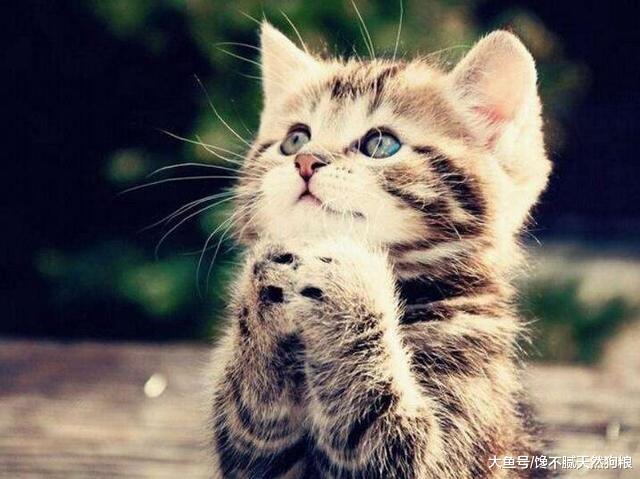 猫咪“真心爱你”的5个表现，如全中你就偷着乐吧！