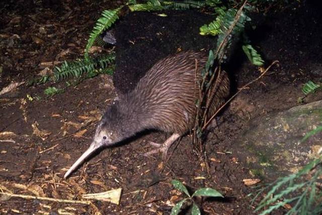 女子在山里发现大鸟蛋，本想收入囊中，见到鸟妈妈瞬间打消念头