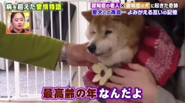 一起患上了痴呆症的奶奶和柴犬，长时间未见，感人的画面就此上演
