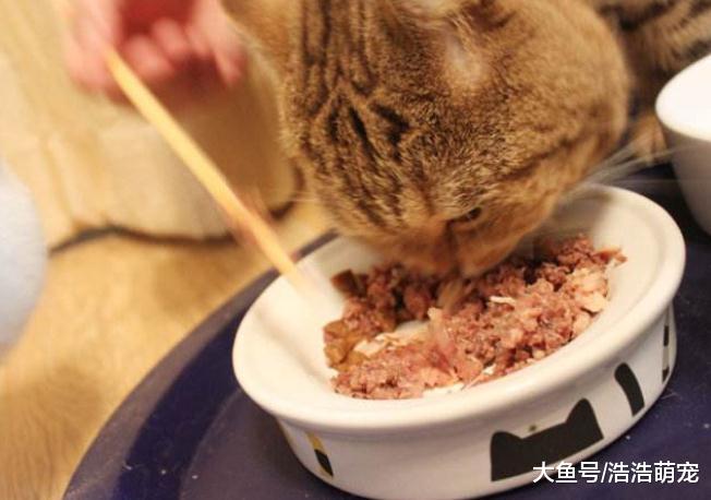怎样才能把猫咪养好？铲屎官说出四条经验，都很实用！