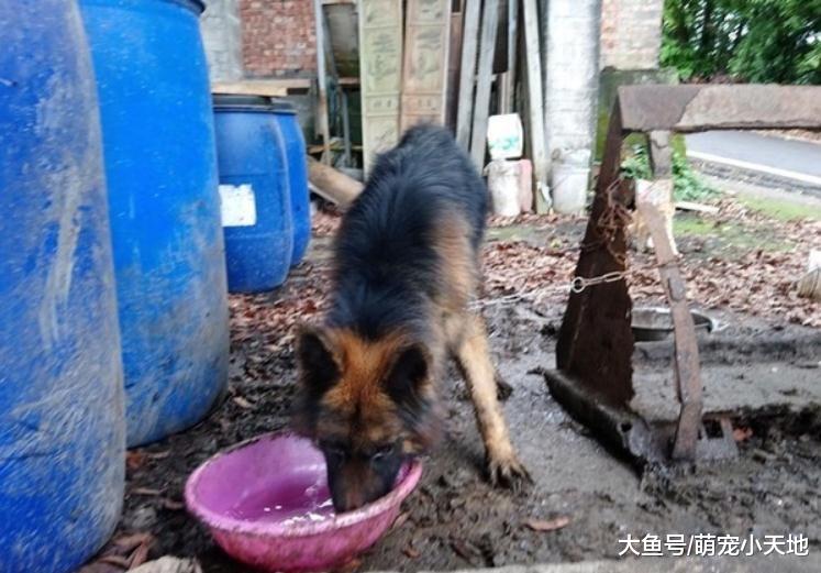 80岁老夫妻见狗就想起过世儿子，2只汪被绑树下淋雨、踩泥水