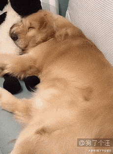 给柴柴买的狗窝，没想到是这么用的