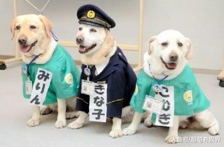 一只连考6年警犬都失败的废汪，却因坚持不懈，成为全民偶像