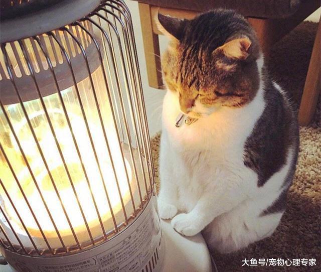 辟謠！貓咪有毛不怕冷？冬季防寒有誤區，保暖不光是穿衣這么簡單