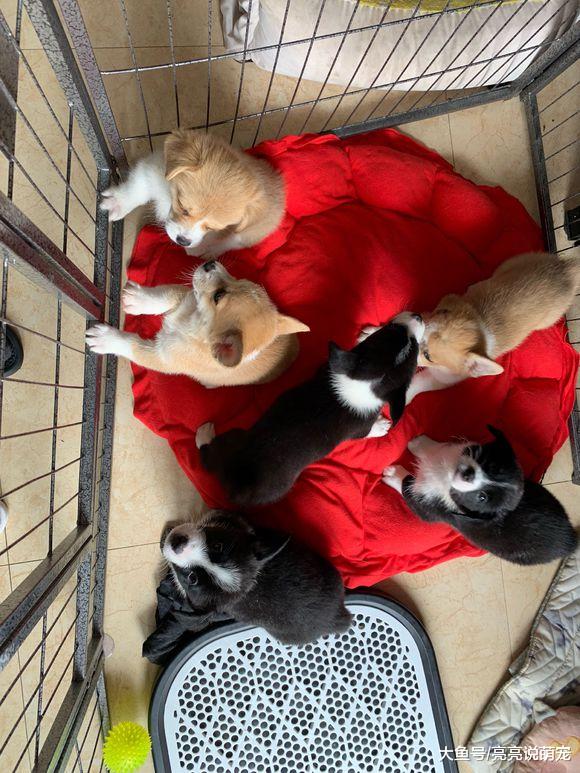 网友买了六只柯基，养这么多只还挺费劲，它们也不让人省心