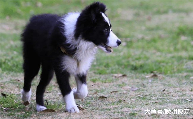 为什么边牧能坐稳狗狗智商榜第一的位置? 原因有5个