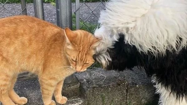 大橘猫每天拦路打劫古牧，抢人家粮，还夺人家床，霸道的很啊！