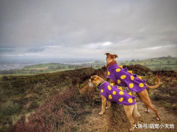 汪自愿当导盲犬，无悔守护瞎眼的好朋友：没有它的地方我不去