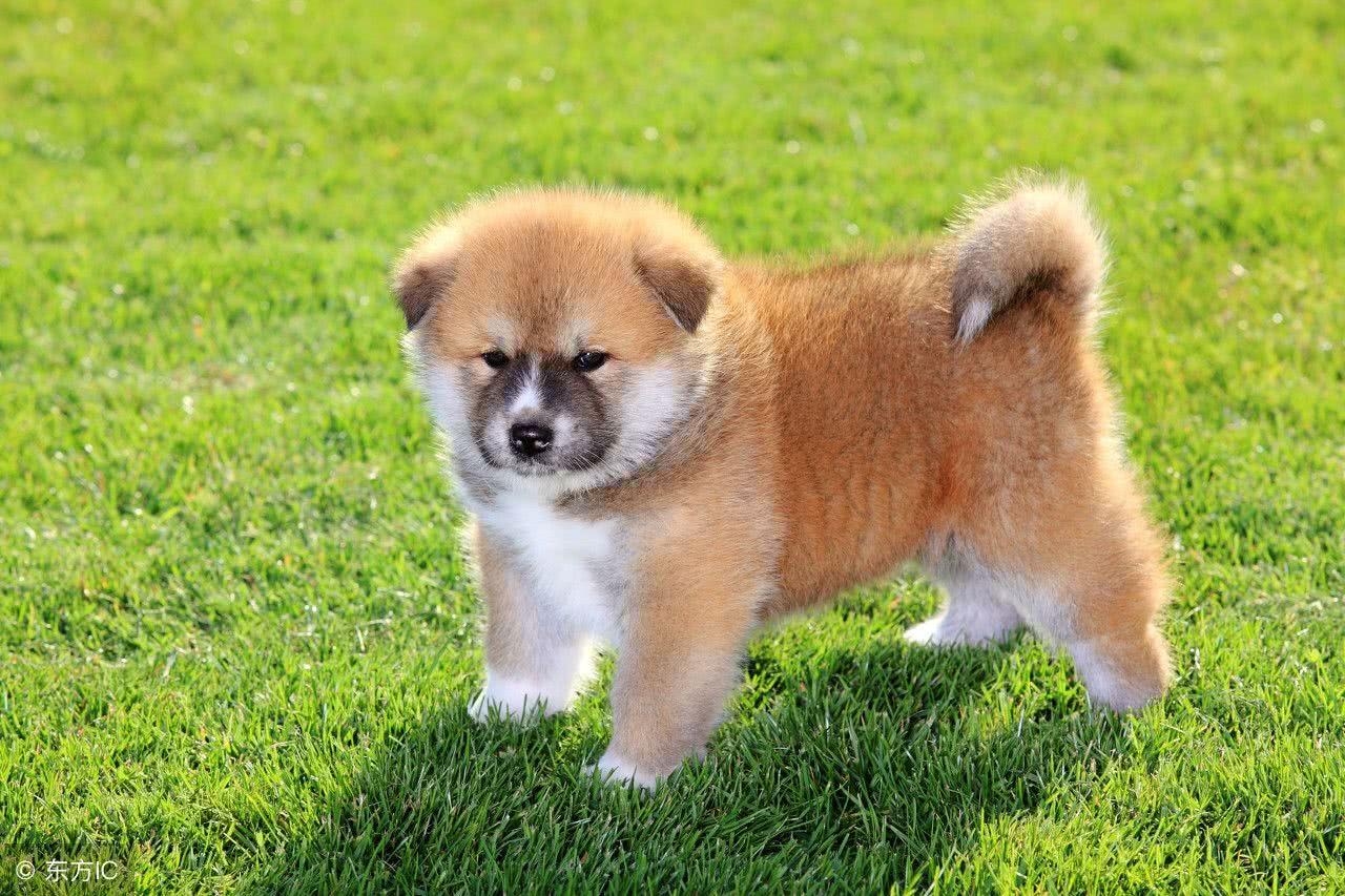 難怪秋田犬這么多人喜歡，比中華田園犬萌多了，看看網友的秋田犬