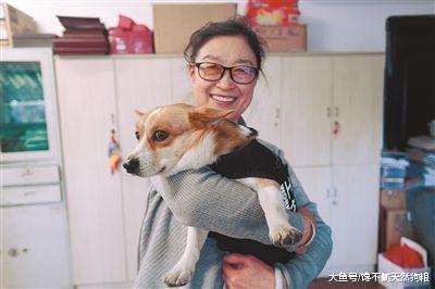 饲养柯基犬的“5大烦恼”, 只有养过的人才懂!