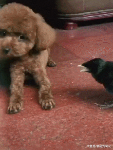 泰迪整天受到八哥的压迫，委屈地示意铲屎官帮忙，快点管管它吧！