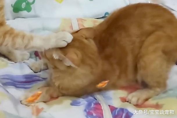母猫像只跟屁虫一直缠着公猫，公猫忍无可忍，趁主人不在将母猫……