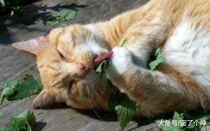 被毛孩子成功馋哭，请问能偷吃它的猫薄荷吗？