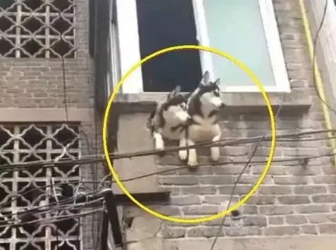 哈士奇：我有100种方式拆家，也有100种方式让你笑