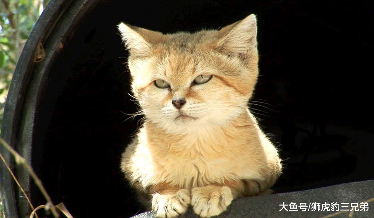 俗称“胖脸猫”的野生猫科动物，明明体型很小，却吃了脸大的亏