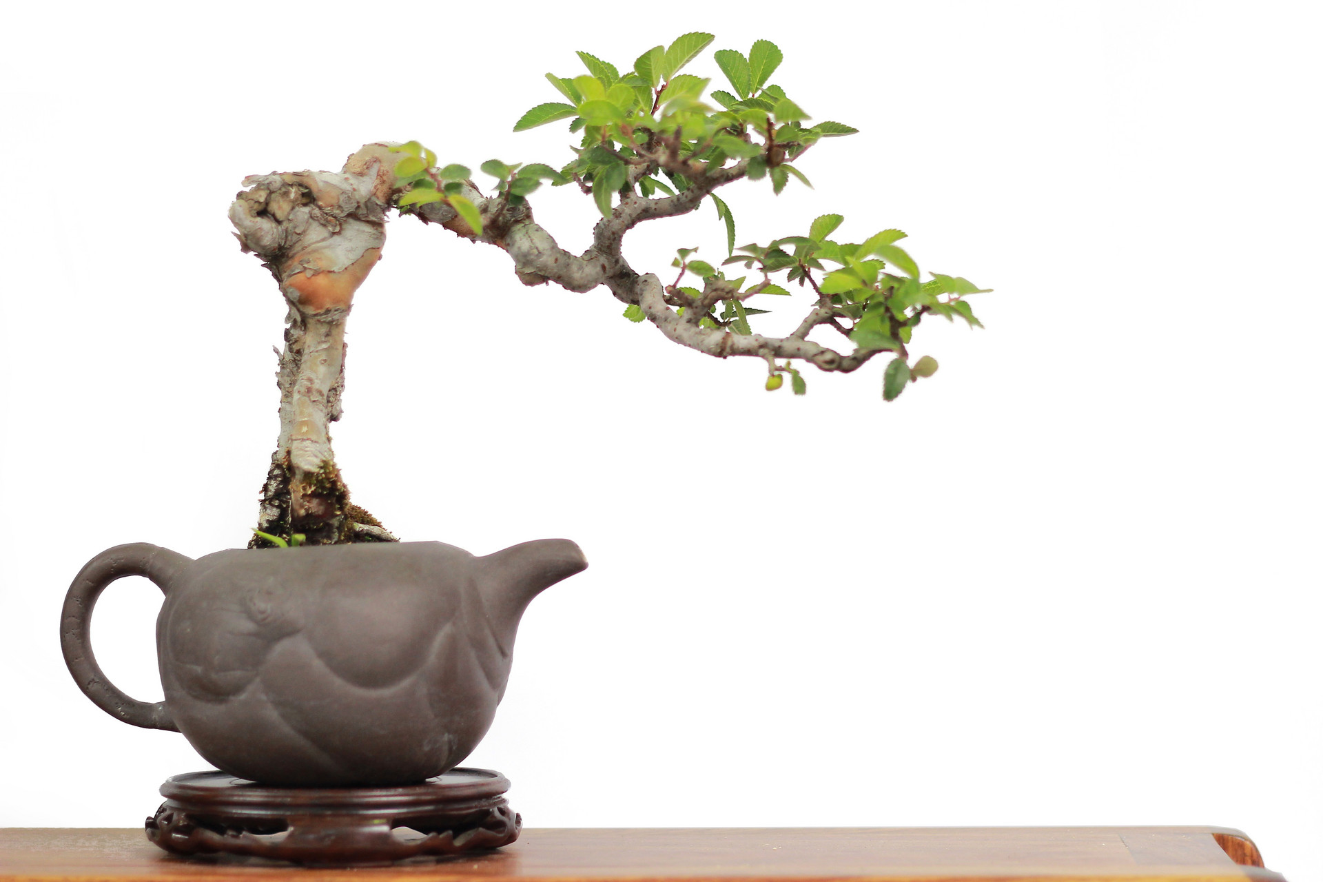 家居装饰 | 家中放盆景，赏心又悦目