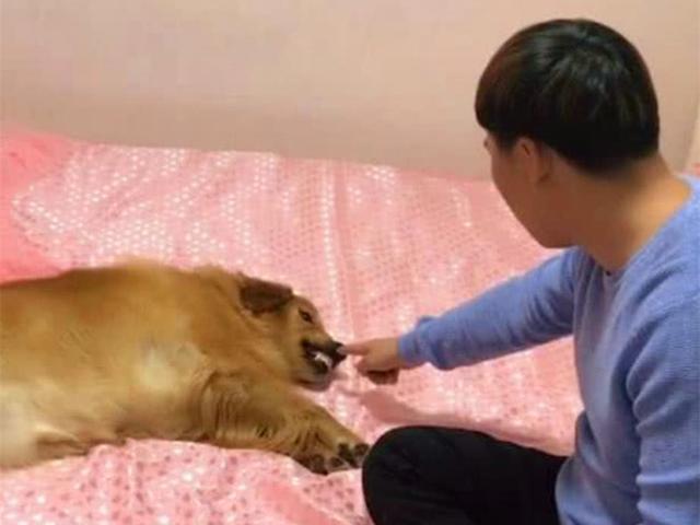 主人骗爱犬去绝育, 狗狗怀着怒意拆家, 铲屎官怒斥后还偷笑不止!