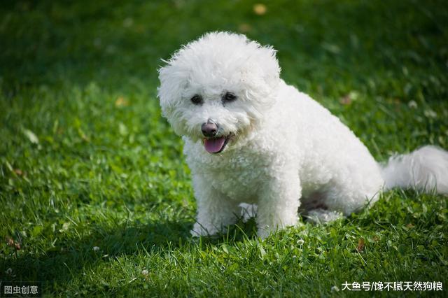 比熊犬别的技能可以不会，但这4项，一定要学会