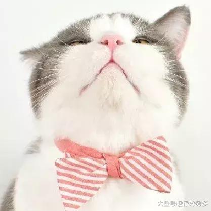 测评长春榴莲盘，有人说太臭，有人说真香