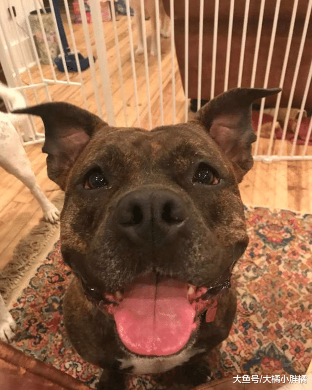 狗狗被主人抛弃，主人的话让人气愤，被救助后狗狗用行动报答恩情