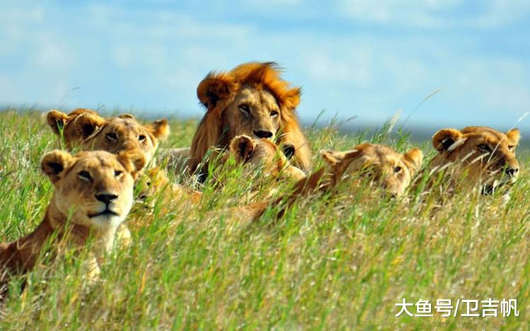 盘点动物界最臭的生物，甚至有用臭味来求偶的，味道更臭者获胜？