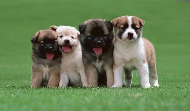 养宠物有什么好处