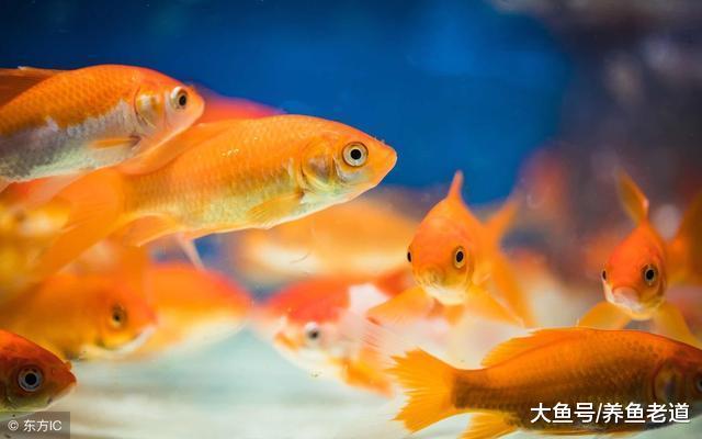 鱼缸过滤的重点到底在哪里, 新鱼友们要学会基本功!