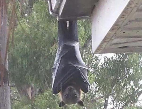 慎点！让人毛骨悚然的澳大利亚，这里可不止有袋鼠噢……