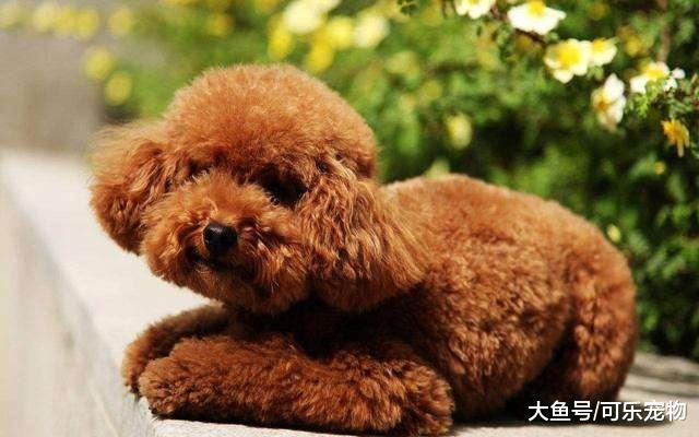 比冰箱还高大的狗子，藏在高处的零食不保，网友：这是人扮的吧？