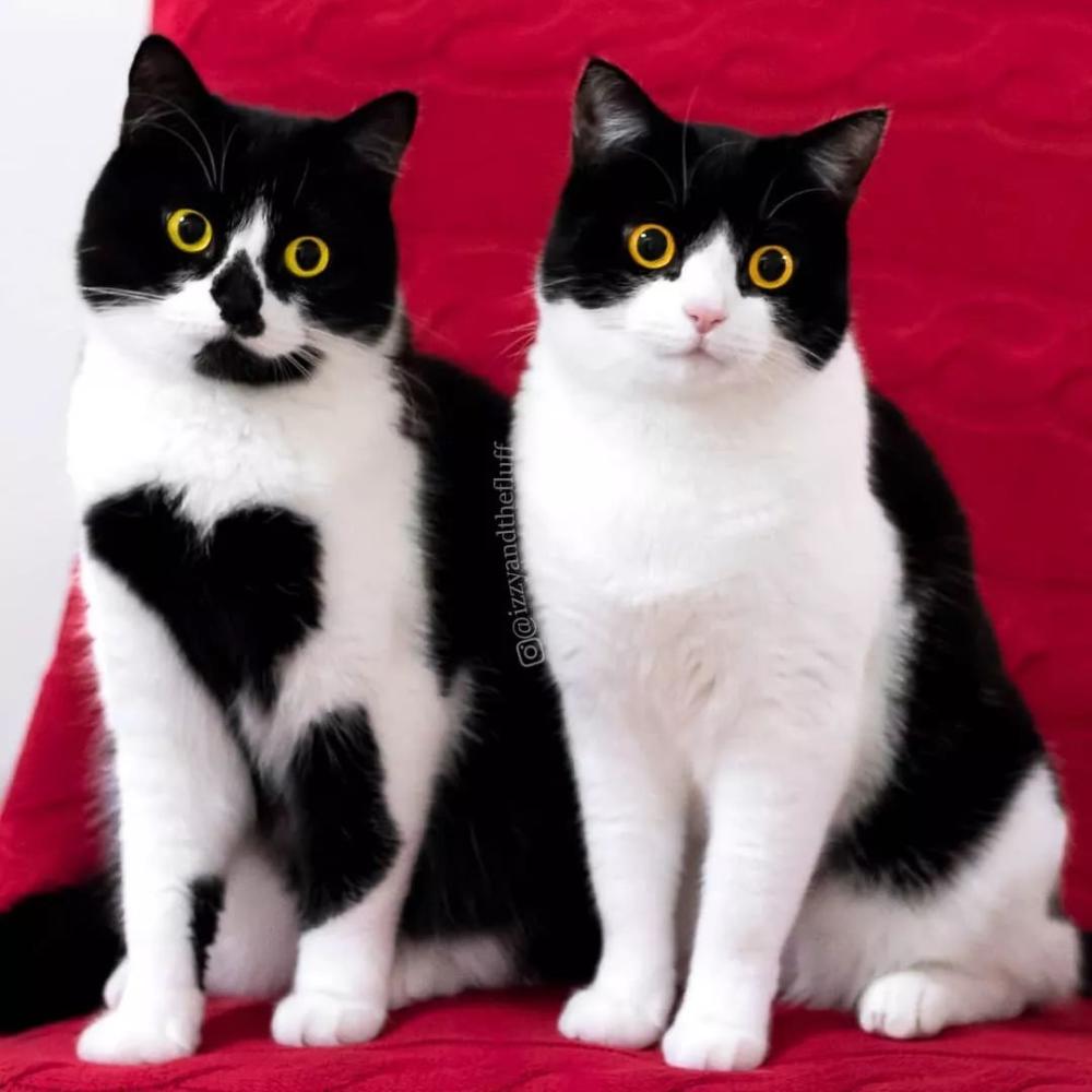 这只奶牛猫不仅会比心! 还有卡姿兰大眼睛