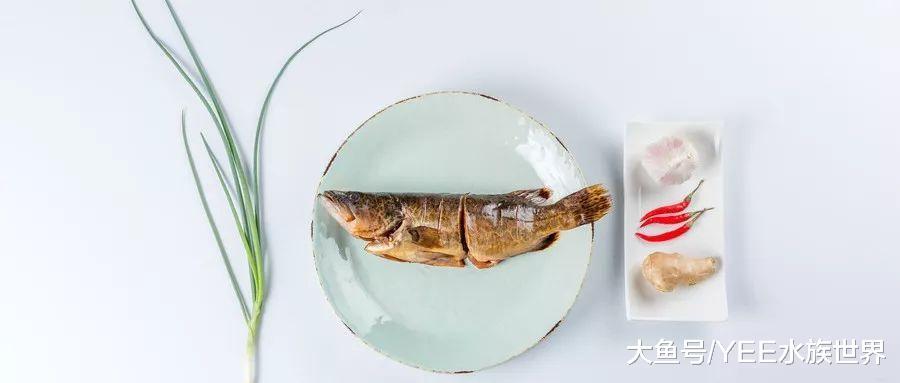 我国这一特有鱼类，号称“淡水石斑”，好看好玩又好养