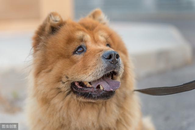 松狮犬很忠诚，饲养的人却很少，原因有7个，体臭只是其中一个