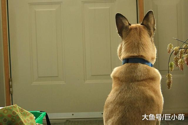 狗狗技多不压身，这3大实用技能，训犬师都推荐学一学