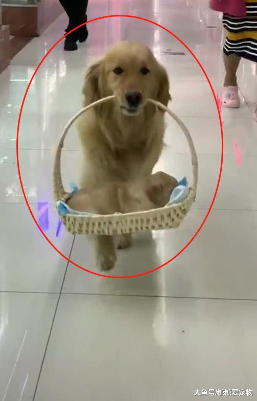 路遇一女子“奇葩”遛狗，引得众人纷纷围观，网友：想抱回家养啊