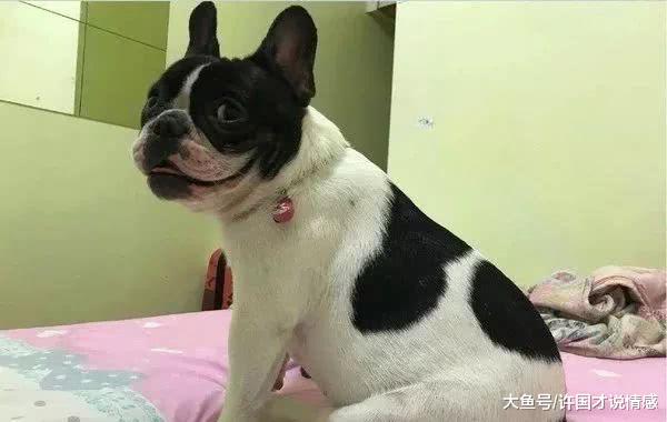 带爱犬去公园玩耍，这货一撒手就跑，跟过去一看笑到扶墙走！