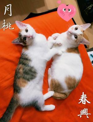 这到底养的是猫还是狮子，新买的逗猫棒，被猫咪的三分钟玩到报废