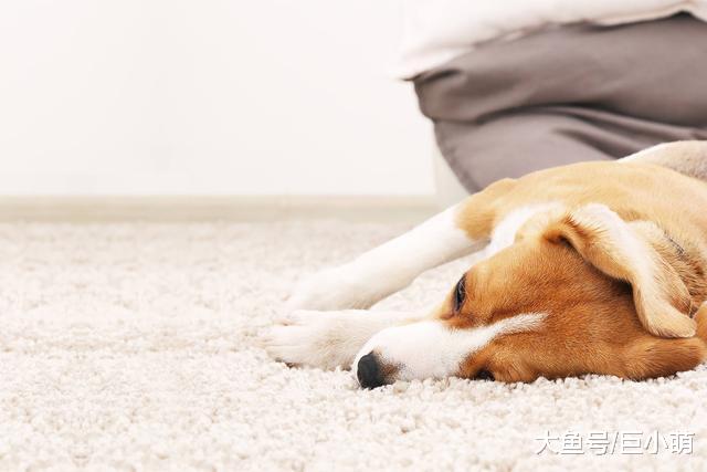 狗狗发送给你的信号get到了吗？如何正确理解狗狗的“安定信号”