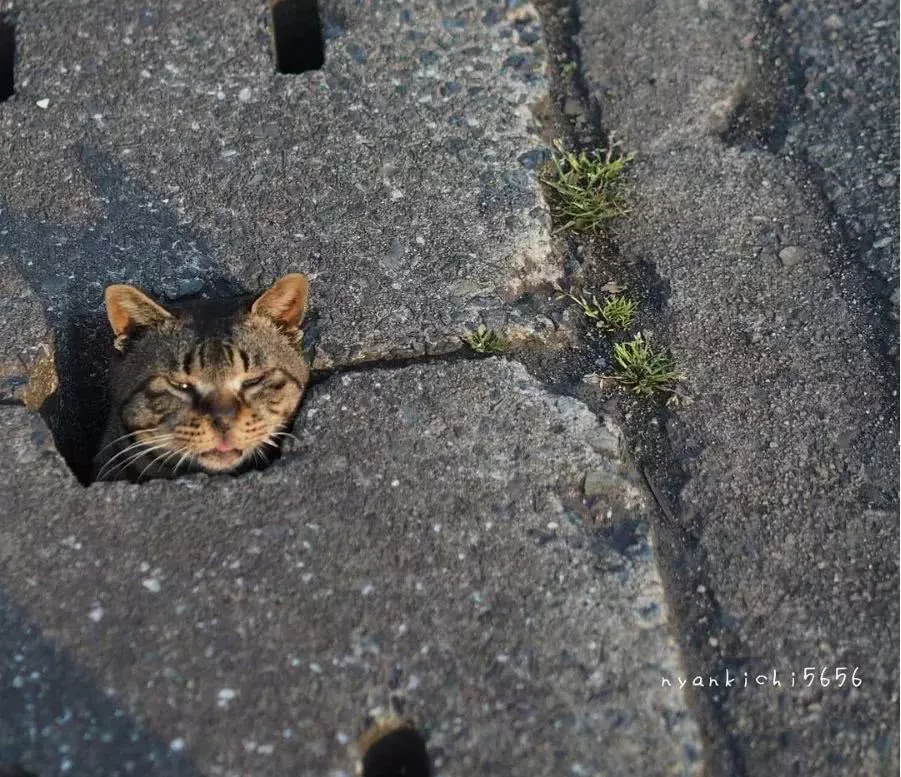 他拍摄的流浪猫，个个儿都生龙活虎，快活得让家喵羡慕……