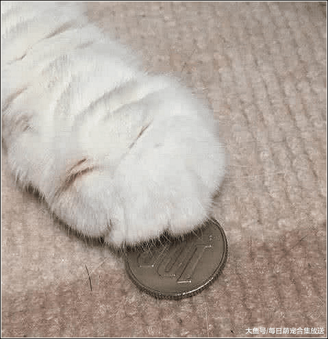 女主说要把猫咪卖掉，猫咪委屈的伸出猫掌，低头看清后笑喷了