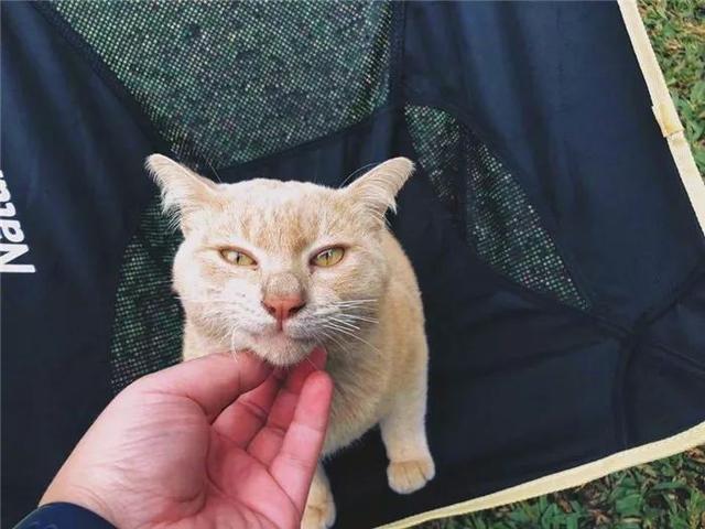 网友露营时偶遇大橘猫, 霸气猫咪强占帐篷, 只能无奈给它腾位置!