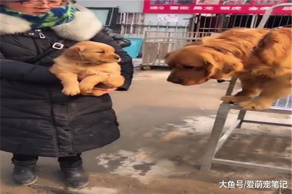 小金毛即將要被賣掉，狗媽媽依依不舍地親吻著它，讓人看得好心酸