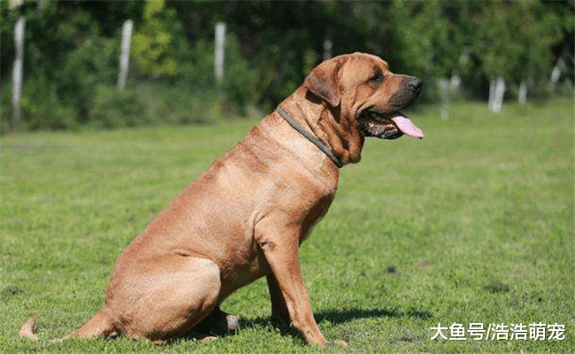 當你見到下面5種狗時，要離它們遠一點，離近容易被傷到