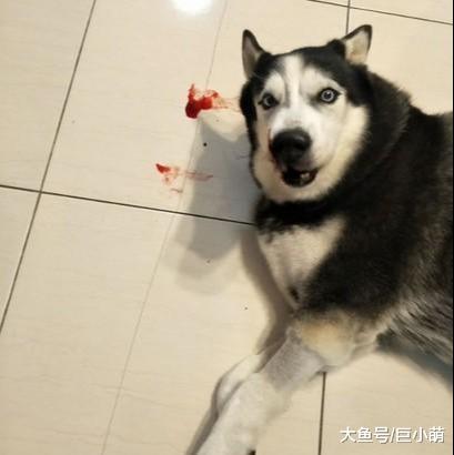 哈士奇离世10个月，主人地上捡到狗狗的毛，不禁落泪：你回来了