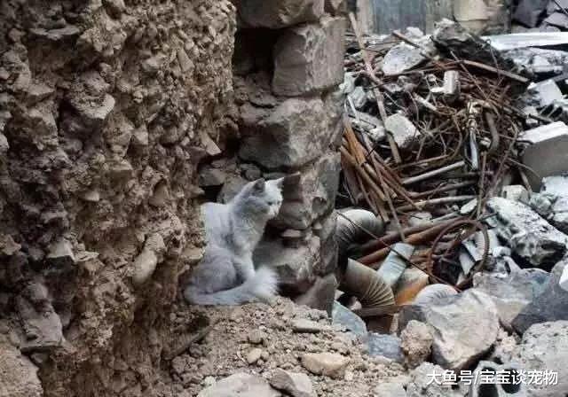 战争炼狱中，那些顽强活着的萌宠们