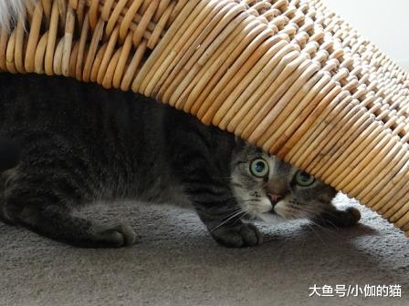 当猫咪害怕地藏起来，铲屎官只有在这种情况下可以把喵星人抱出来