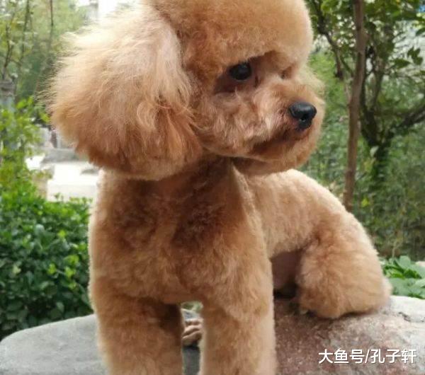 一女司机把泰迪撞伤，谁也没想到1个月后再见到泰迪，竟发生了这样的变化