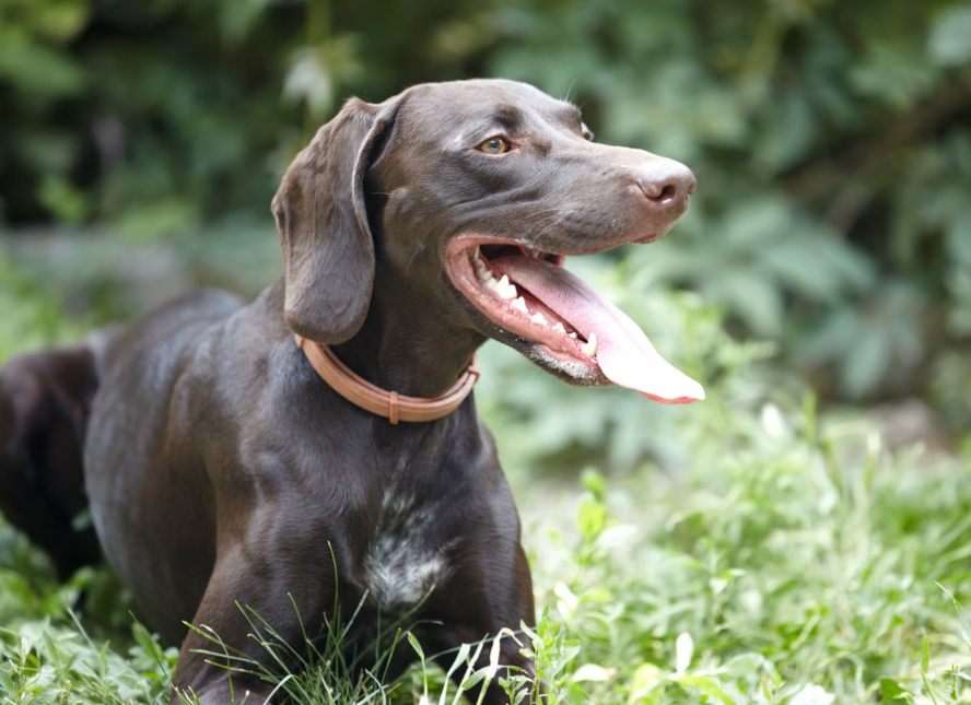德国短毛指针犬非常忠诚于他们的家庭，是更容易训练的品种之一