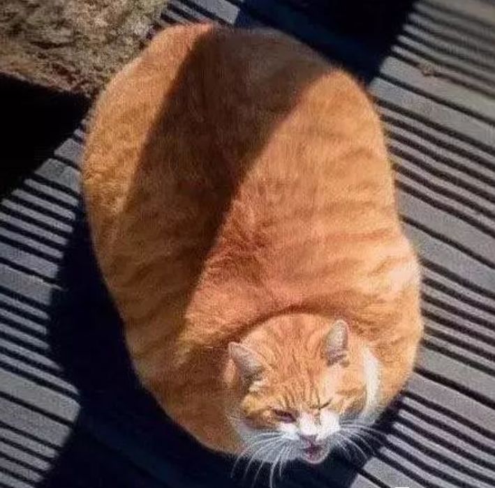 明明是我猫生的崽！怎么长得像隔壁老王的娃？