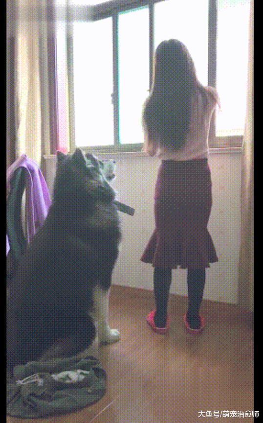 網友第一次帶女友回家，阿拉斯加就變得好乖，開始討好女主人了？