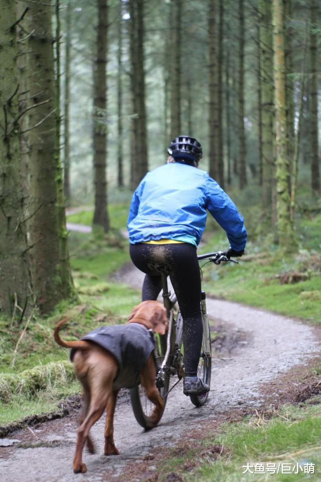骑车遛狗有趣又有益？但不是每只狗狗都适合